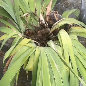 Photo of the plant species New Zealand Rock Lily by @DeluxePeony named Kylie on Greg, the plant care app