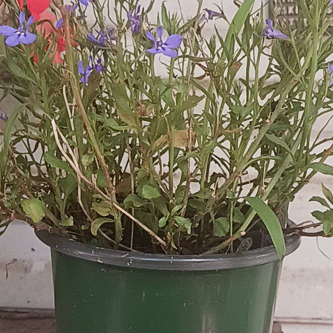 Photo of the plant species Edging Lobelia by @YesAnahaw31 named Lobelia on Greg, the plant care app