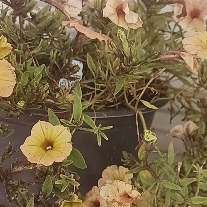 Photo of the plant species Petunia Cascadias Series by @YesAnahaw31 named Petunia on Greg, the plant care app