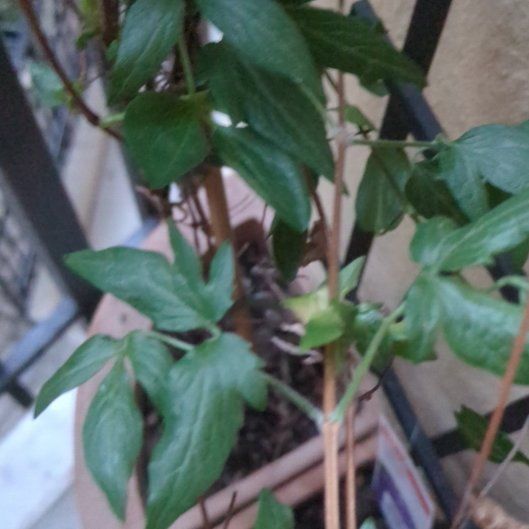 Photo of the plant species Black Swallow-Wort by @GlamorousSucc39 named Austen on Greg, the plant care app