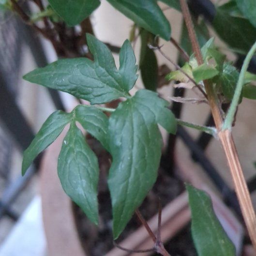 Photo of the plant species Purple Clematis by @GlamorousSucc39 named Anne on Greg, the plant care app