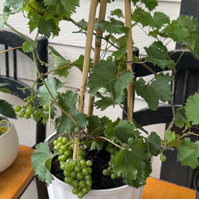 Photo of the plant species Vitis Vinifera by @LadyAvocado22 named Fernie Saunders on Greg, the plant care app