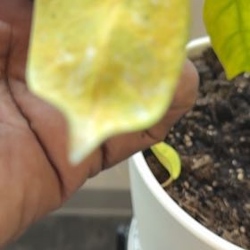 Photo of the plant species Star Fruit by @HipClubcoral95 named Sproutacus on Greg, the plant care app
