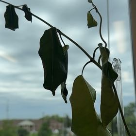 Photo of the plant species Kentucky Coffee Tree by @HipClubcoral95 named Hemingway on Greg, the plant care app