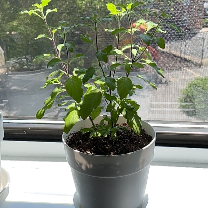 Photo of the plant species Holy Basil (Tulsi) by @CivicWingfern13 named Terra on Greg, the plant care app