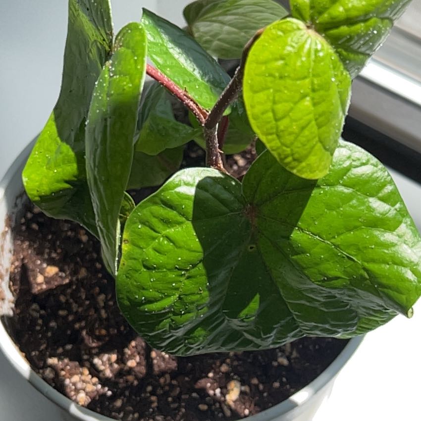 Photo of the plant species Betel by @CivicWingfern13 named Sage on Greg, the plant care app