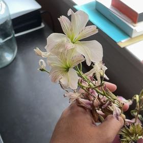 Photo of the plant species Peruvian-Lily by @NewFirebush71 named ChloroPhil on Greg, the plant care app