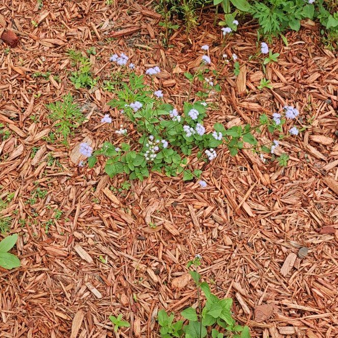 Photo of the plant species Flossflower by @SunnyBlinks17 named Captain Plant-it on Greg, the plant care app