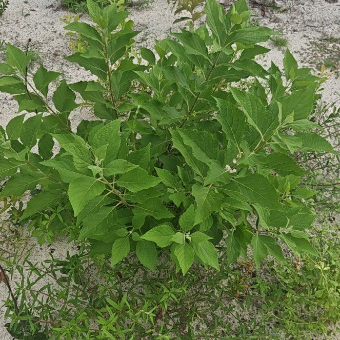 Photo of the plant species Western Hackberry by @SunnyBlinks17 named Walt on Greg, the plant care app