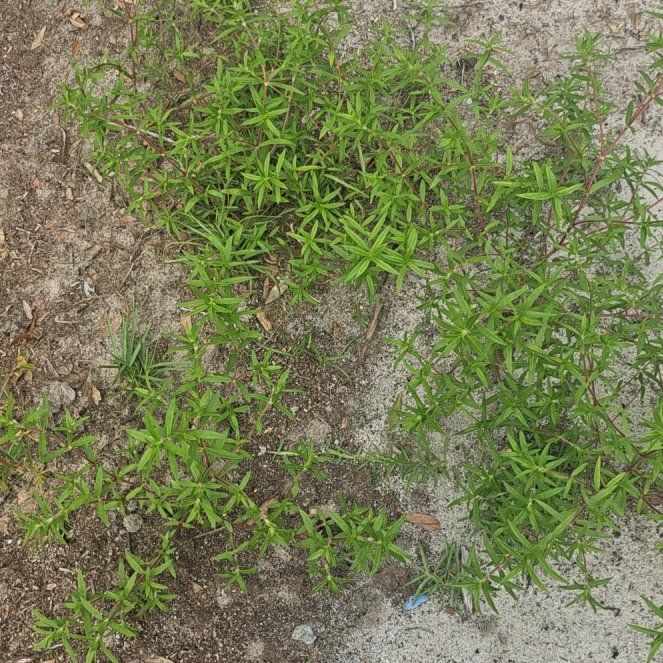 Photo of the plant species Japanese Stiltgrass by @SunnyBlinks17 named Muhammad Ali on Greg, the plant care app
