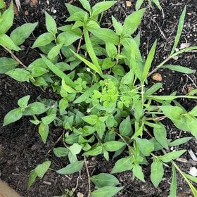 Photo of the plant species Persicaria Longiseta by @BlissfulPurei29 named Athena on Greg, the plant care app