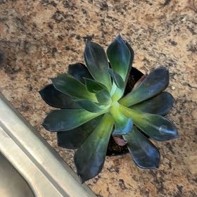 Photo of the plant species Echeveria 'Dark Moon' by @StableCodiaeum4 named Lavender on Greg, the plant care app