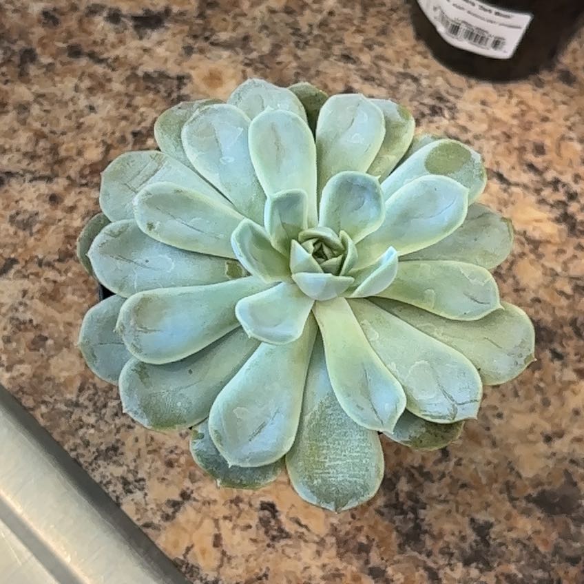 Photo of the plant species Echeveria 'Arctic Ice' by @StableCodiaeum4 named Tonie on Greg, the plant care app