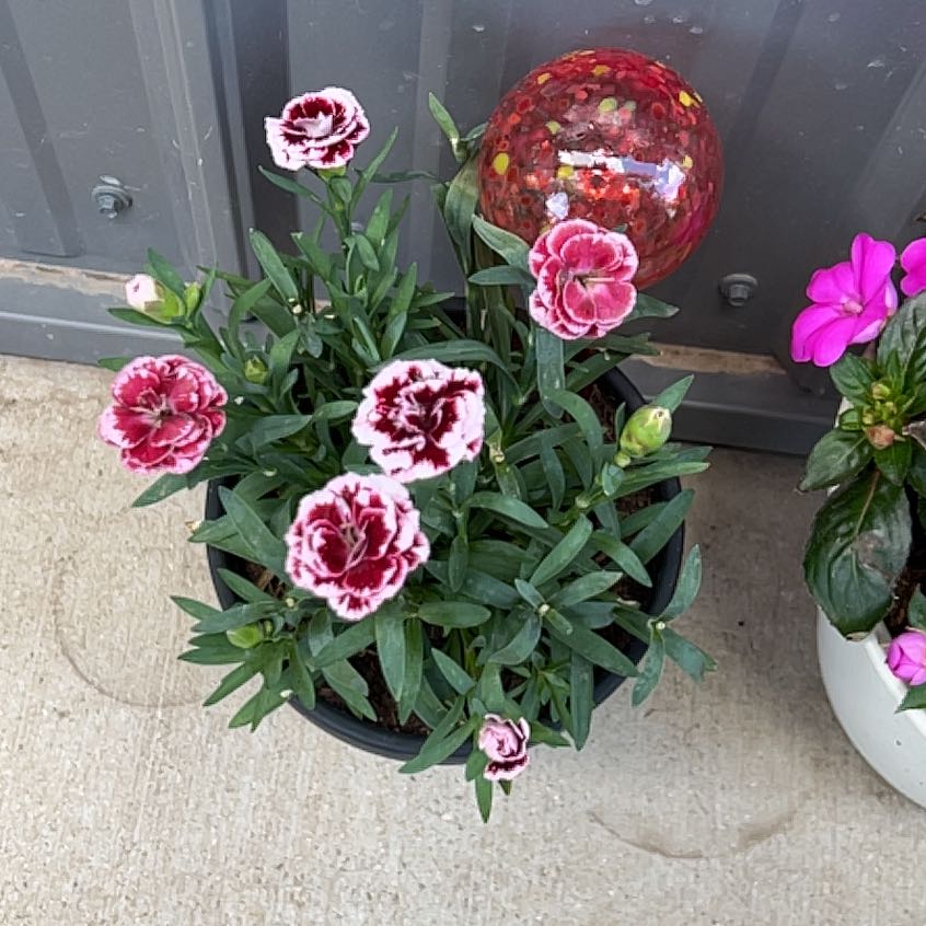 Photo of the plant species Dianthus Caryophyllus by @PetCoralreef13 named Fernie Saunders on Greg, the plant care app