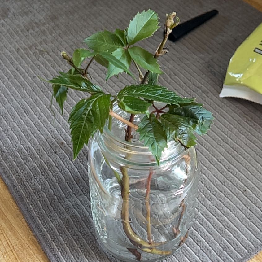 Photo of the plant species Virginia Creeper by @PetCoralreef13 named Shakira on Greg, the plant care app