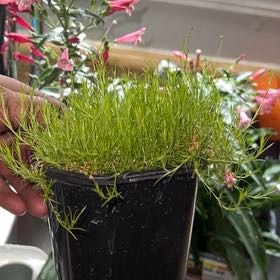 Photo of the plant species Scotch Moss by @PetCoralreef13 named Aria on Greg, the plant care app