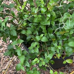 Photo of the plant species Surinam Cherry by @WhizMikimiki58 named Sir Plancelot on Greg, the plant care app