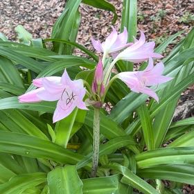 Photo of the plant species Barbosa Lily by @WhizMikimiki58 named Fernie Mac on Greg, the plant care app
