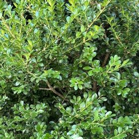 Photo of the plant species Box-Leaved Holly by @WhizMikimiki58 named Gates on Greg, the plant care app
