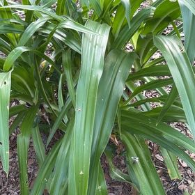 Photo of the plant species Poisonbulb by @WhizMikimiki58 named Sherlock on Greg, the plant care app