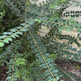 Photo of the plant species Chinese Privet by @WhizMikimiki58 named Oscar on Greg, the plant care app