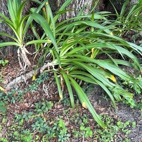 Photo of the plant species Barbosa Lily by @WhizMikimiki58 named Eva on Greg, the plant care app