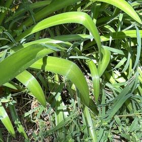 Photo of the plant species Blue Lily by @WhizMikimiki58 named Doja Cat on Greg, the plant care app