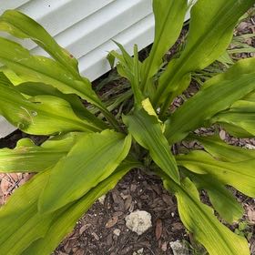 Photo of the plant species Poisonbulb by @WhizMikimiki58 named Gregarious on Greg, the plant care app