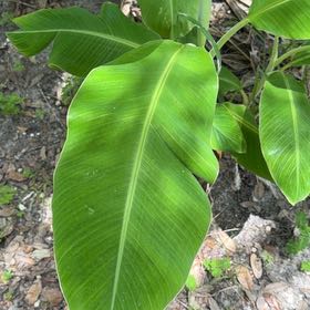 Photo of the plant species Red Ginger by @WhizMikimiki58 named Stella on Greg, the plant care app