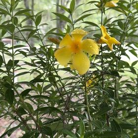 Photo of the plant species Allamanda Cathartica by @WhizMikimiki58 named Taylor Swift on Greg, the plant care app