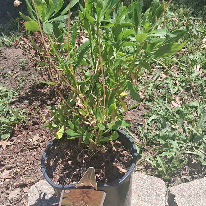Photo of the plant species Lindheimer's Beeblossom by @MightySnowpeas named Kardashian on Greg, the plant care app