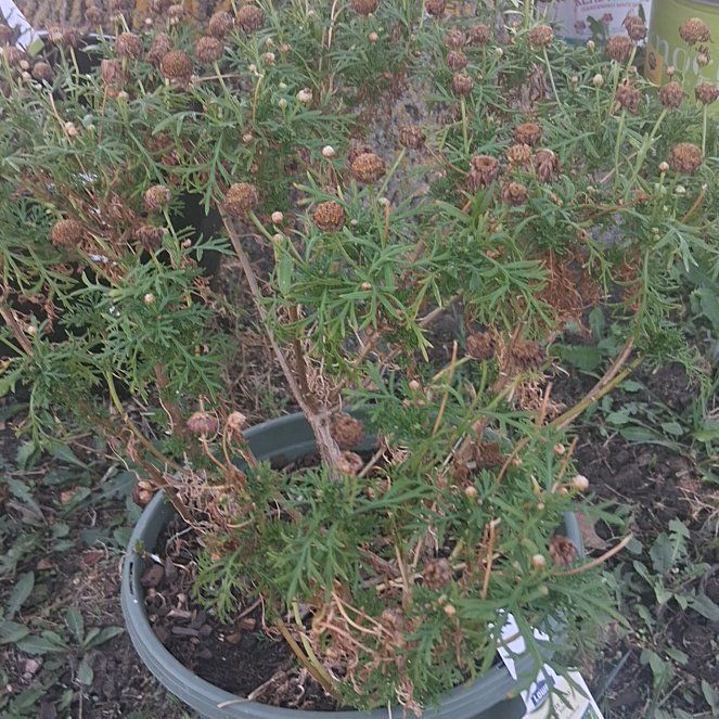 Photo of the plant species Marguerite Daisy by @MightySnowpeas named Orwell on Greg, the plant care app