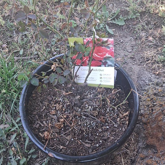 Photo of the plant species Coral Knock Out Rose by @MightySnowpeas named Rihanna on Greg, the plant care app