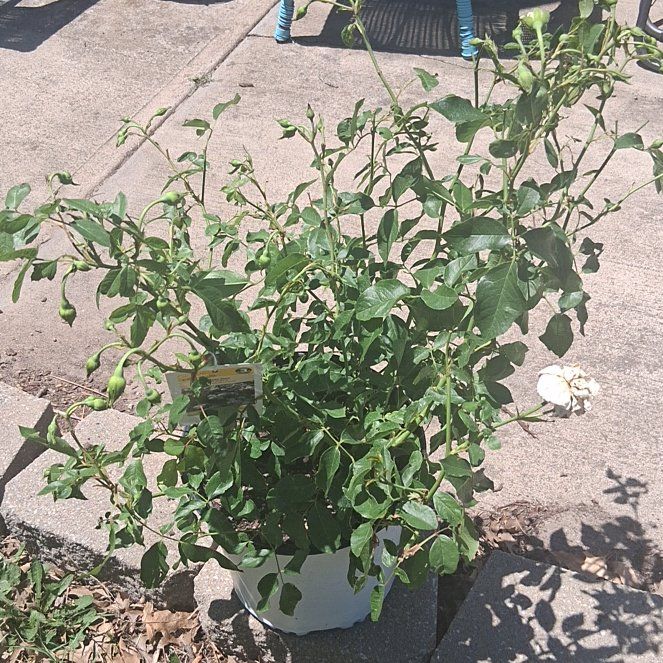 Photo of the plant species Iceberg Rose by @MightySnowpeas named Morgan Treeman on Greg, the plant care app