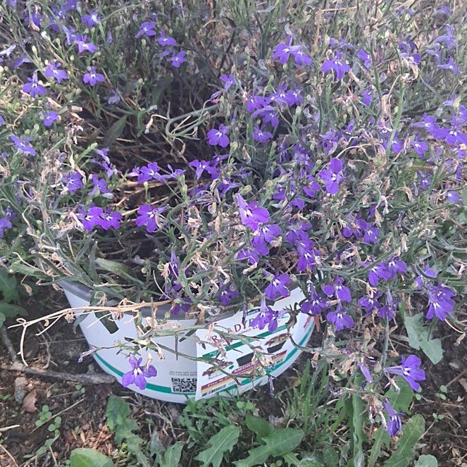 Photo of the plant species Edging Lobelia by @MightySnowpeas named Sanders on Greg, the plant care app