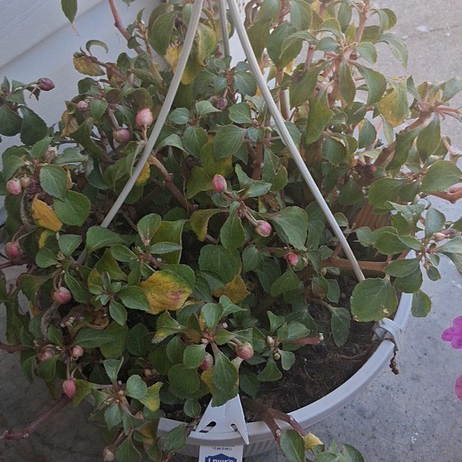 Photo of the plant species Impatiens Wallriana by @MightySnowpeas named Wall-E on Greg, the plant care app