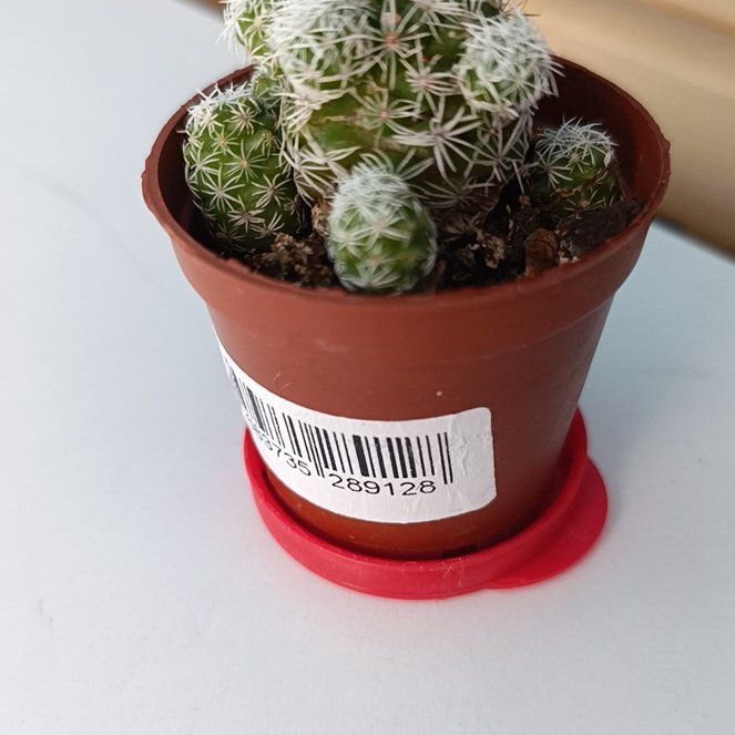 Photo of the plant species Escobaria Missouriensis by @DivineCardoon46 named Denali on Greg, the plant care app