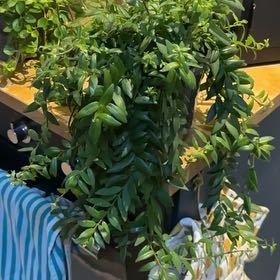 Photo of the plant species Lipstick plant 'Japhrolepsis' by @HeroLemonfern97 named Gregarious on Greg, the plant care app
