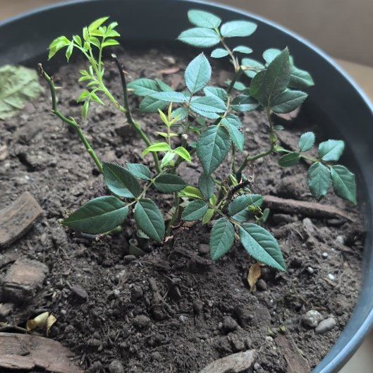 Photo of the plant species Dog Rose by @ZealDamsii12 named Sir Plancelot on Greg, the plant care app