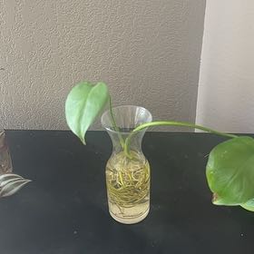 Photo of the plant species Dwarf Monstera Deliciosa by @DeanPalmgrass6 named Rihanna on Greg, the plant care app