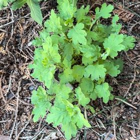 Photo of the plant species Gooseberry by @RealRosea46 named Austen on Greg, the plant care app