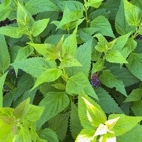 Photo of the plant species Anise-Hyssop by @RealRosea46 named Dolores on Greg, the plant care app