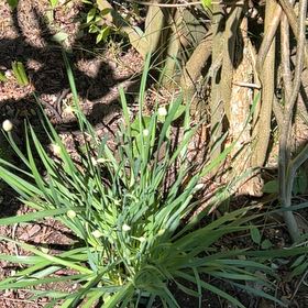 Photo of the plant species Goose Tongue by @RealRosea46 named Harmony on Greg, the plant care app