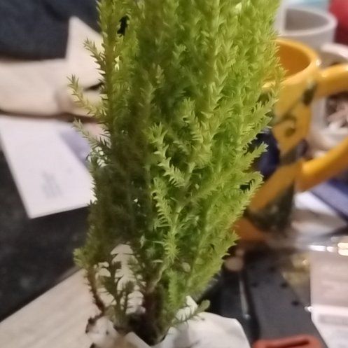 Photo of the plant species Hesperocyparis Macrocarpa by @LadySpiderman85 named Bella on Greg, the plant care app