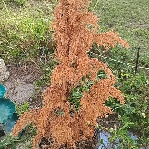 Photo of the plant species Metasequoia Glyptostroboides by @LadySpiderman85 named Keanu Leaves on Greg, the plant care app