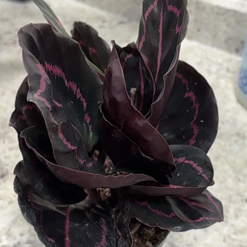 Photo of the plant species Calathea Dottie by @FabWaiuatua35 named Hecate on Greg, the plant care app