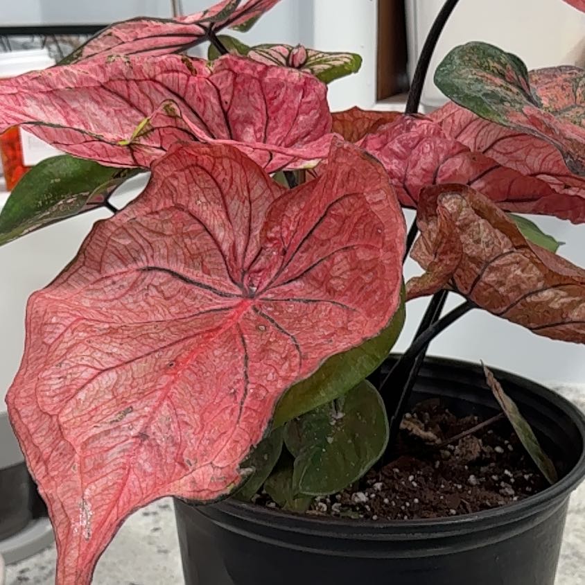 Photo of the plant species Caladium 'Pink' by @FabWaiuatua35 named Chloris on Greg, the plant care app