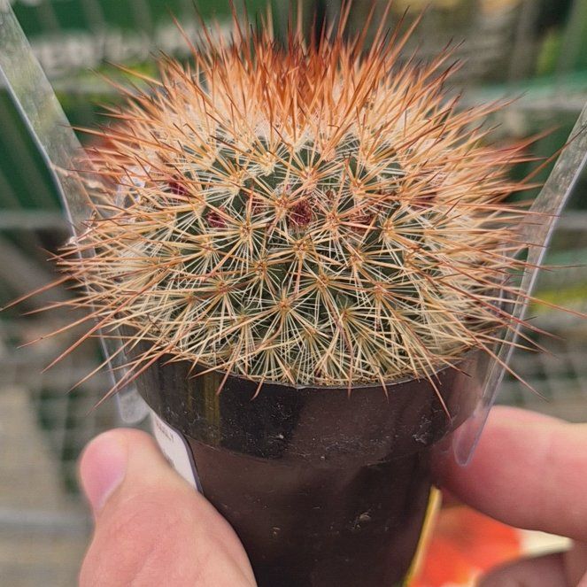 Photo of the plant species Mammillaria densispina by @ProDovetree14 named Stella on Greg, the plant care app