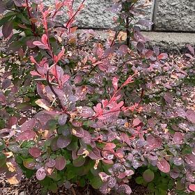 Photo of the plant species Japanese Barberry by @VividCooperi99 named Kendall on Greg, the plant care app