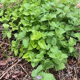 Photo of the plant species Stinging Nettles by @VividCooperi99 named LiloStitch on Greg, the plant care app